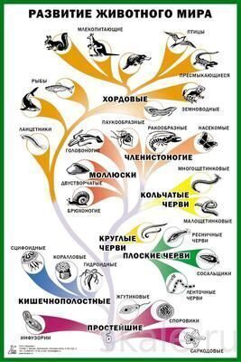 Схема развития животного мира 7 класс