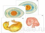 Модель-аппликация Развитие птицы и человека
