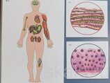 Модель-аппликация Ткани животного и человека