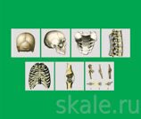 Модель-аппликация Типы соединения костей